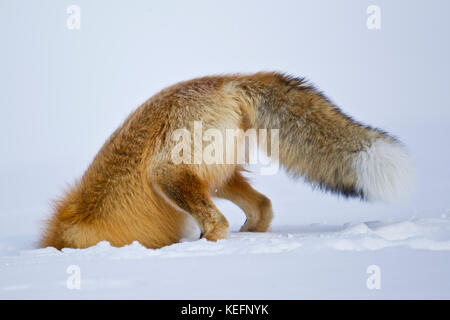 Red Fox jagen Mäuse im Winter im Yellowstone National Park Stockfoto