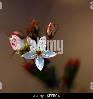 Weiße Sternblume (Calytrix tetragona) mit einer weiteren blühenden Öffnung und einigen Knospen. Stockfoto