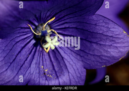 Nahaufnahme des Zentrums der violetten Ballonblume (Platycodon grandiflorus) Stockfoto