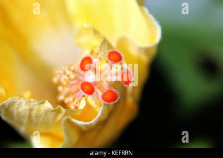 Nahaufnahme des gelben Hibiskuszentrums, mit Karpeln und Staubblättern Stockfoto