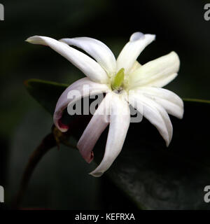 Weiße Jasminblüte (Jasminum nitidum) mit grüner Mitte Stockfoto