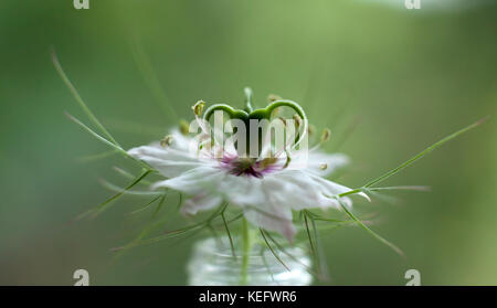 Liebe-in-a-Mist, Devil-in-a-Bush, nigella damascena, Miss jekyll Alba, wilde Blume in der Glasröhre mit Out of Focus Green Hintergrund Stockfoto