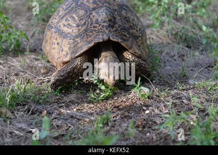 Leopardenschildkröte (Stigmochelys pardalis), die Pflanzenmaterial in der Savanne im Gebiet des Baringo-Sees Kenia - Ostafrika ernährt Stockfoto