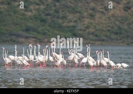 Größerer Flamingo (Phönicopterus roseus - Phönicopterus ruber roseus) Vogelherde, die Bogoria NP - Kenia - Ostafrika zeigen Stockfoto