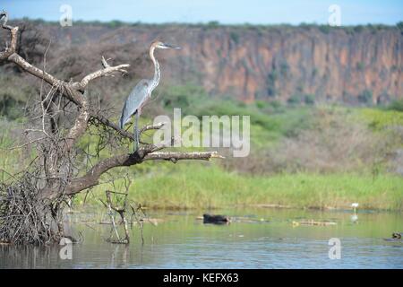 Goliath Heron (Ardea goliath) thront in einem Baum in einem überfluteten Gebiet Lake Baringo - Kenia - Ostafrika Stockfoto