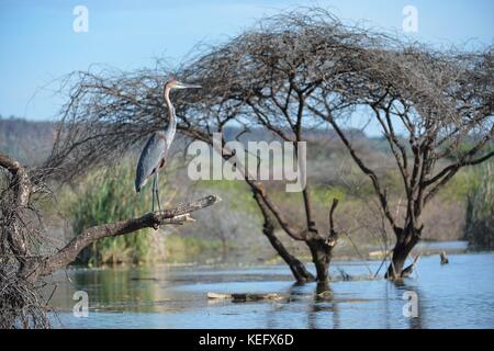 Goliath Heron (Ardea goliath) thront in einem Baum in einem überfluteten Gebiet Lake Baringo - Kenia - Ostafrika Stockfoto