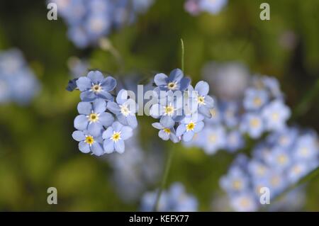 Holz vergessen-mich-nicht - Wald vergessen-mich-nicht (Myosotis silvatica - Myosotis sylvatica) im Sommer blüht Stockfoto