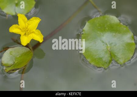 Gelbes Floating-Herz - gefranste Seerose - Wasserfringe (Nymphoides peltata), die an einem Teich blühen Stockfoto