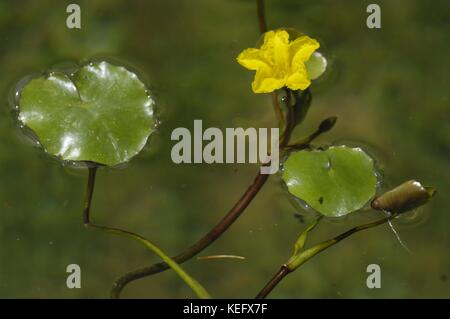 Gelbes Floating-Herz - gefranste Seerose - Wasserfringe (Nymphoides peltata), die an einem Teich blühen Stockfoto