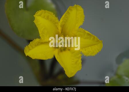 Gelbes Floating-Herz - gefranste Seerose - Wasserfringe (Nymphoides peltata), die an einem Teich blühen Stockfoto