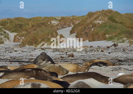 Männliche Südlicher See-Elefant (Mirounga leonina leonina) bis kriechend auf einem großen Harem von Frauen in der Hoffnung, nicht am Strand master gesehen zu werden. Stockfoto