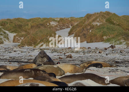 Männliche Südlicher See-Elefant (Mirounga leonina leonina) bis kriechend auf einem großen Harem von Frauen in der Hoffnung, nicht am Strand master gesehen zu werden. Stockfoto