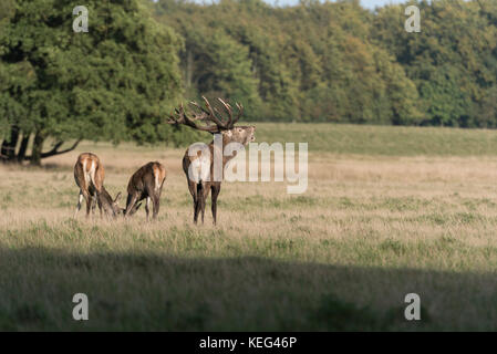 Red Deer (Cervus elaphus) Rothirsch, Royal Deer Park, Klampenborg, Kopenhagen, Dänemark Stockfoto