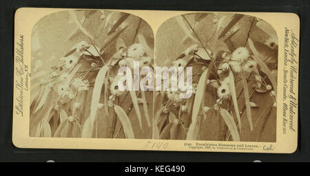 Dieses Bild aus der Robert N. Dennis-Sammlung zeigt die komplizierten Details der Eukalyptusblüten und -Blätter und unterstreicht die einzigartigen botanischen Merkmale der Pflanze. Die stereoskopische Ansicht erfasst die Texturen und Struktur des Eukalyptus, eines Baumes aus Australien. Stockfoto