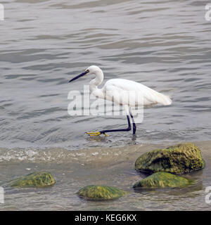 Nahaufnahme einer Seidenreiher, Egretta garzetta Stockfoto