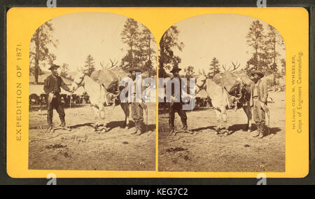 Bergbahnen. Pack Mule, Pack und Verpacker von O'Sullivan, Timothy H., 1840-1882 Stockfoto