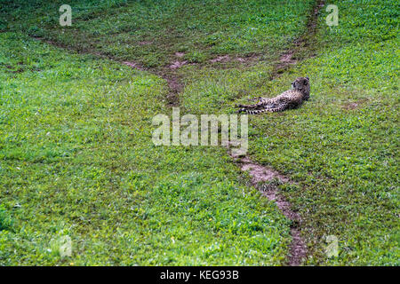 Geparde ruht im Gras Stockfoto