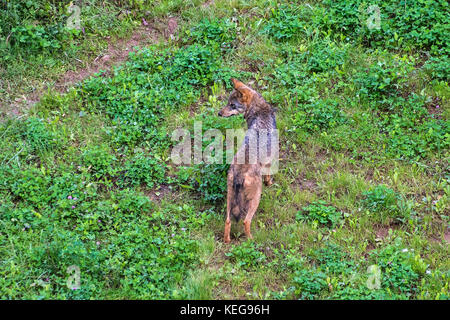 Ein iberischer Wolf im Naturpark Cabarceno Stockfoto