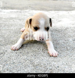 American Staffordshire Terrier cute puppy, drei Wochen alt Stockfoto