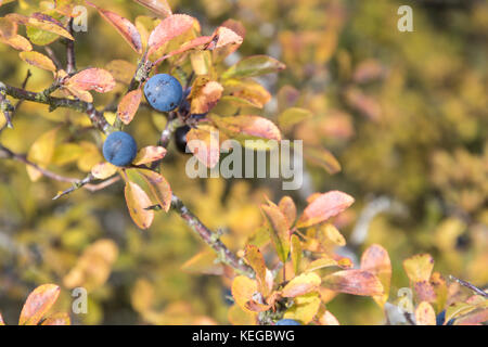 Gereift schlehe Berry auf atwig mit bunten Blättern Stockfoto