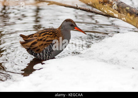 Wasserralle (Rallus Aquaticus) auf der Suche nach Essen, Schweden. Stockfoto