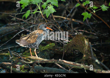 Wasserralle (Rallus Aquaticus) auf der Suche nach Essen, Schweden. Stockfoto