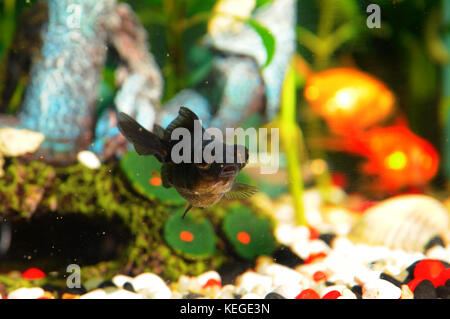 Schwarzer Fisch schwimmt im Aquarium Stockfoto