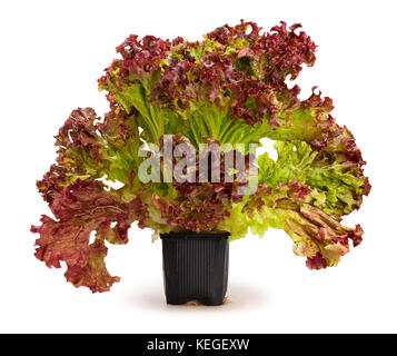 Rot Salat wachsenden Pfad isoliert Stockfoto