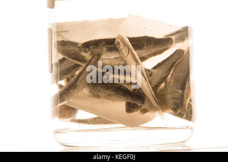 Fisch aus dem Atlantik für eine wissenschaftliche Studie über Fisch und Fülle und der Laichzeit. Sowohl bei Erwachsenen und Larven Fisch. Stockfoto