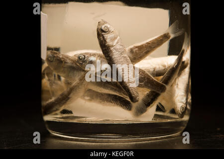 Fisch aus dem Atlantik für eine wissenschaftliche Studie über Fisch und Fülle und der Laichzeit. Sowohl bei Erwachsenen und Larven Fisch. Stockfoto