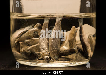 Fisch aus dem Atlantik für eine wissenschaftliche Studie über Fisch und Fülle und der Laichzeit. Sowohl bei Erwachsenen und Larven Fisch. Stockfoto