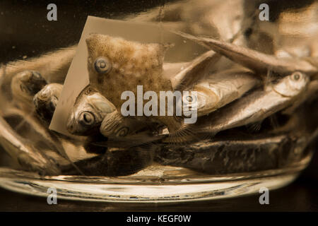 Fisch aus dem Atlantik für eine wissenschaftliche Studie über Fisch und Fülle und der Laichzeit. Sowohl bei Erwachsenen und Larven Fisch. Stockfoto