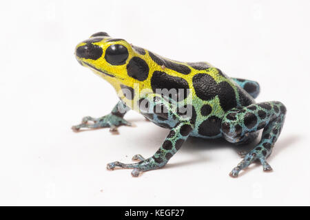 Zimmerman ist Gift Frosch (Ranitomeya variabilis) ist winzig, aber sehr schön. Sie stützt sich auf die Giftstoffe, die Sie vor Raubtieren sicher zu halten. Stockfoto