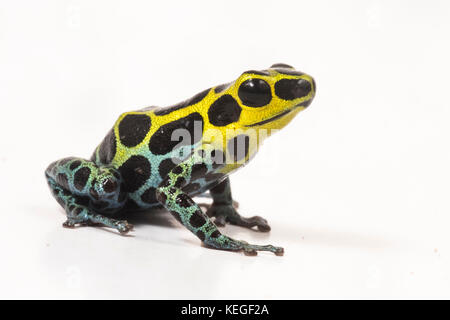 Zimmerman ist Gift Frosch (Ranitomeya variabilis) ist winzig, aber sehr schön. Sie stützt sich auf die Giftstoffe, die Sie vor Raubtieren sicher zu halten. Stockfoto