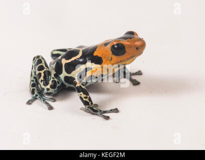 Eine rote Pfeilgiftfrosch vorangegangen (Ranitomeya fantastica) ist klein, aber schön. Diese Sorte ist nur in Peru gefunden. Stockfoto