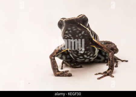 Eine kleine Art der Pfeilgiftfrosch aus Peru, nicht so bunt wie einige seiner Verwandten, es hat immer noch komplizierte Muster und Flecken. Stockfoto