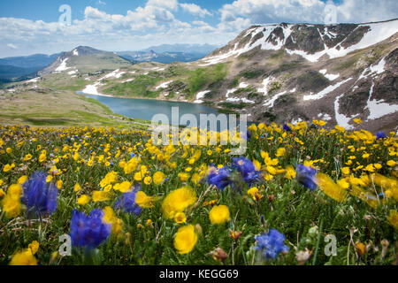 Wildblumen blühen in den Beartooth Mountains im Shoshone National Forest Wyoming Stockfoto