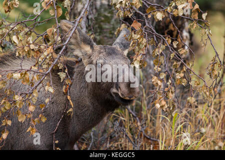 Alaska Moose in Surfen im Wald Stockfoto