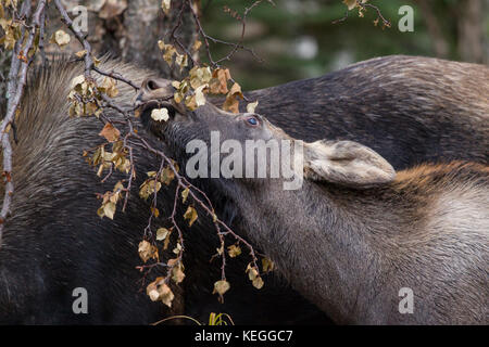 Alaska Moose in Surfen im Wald Stockfoto
