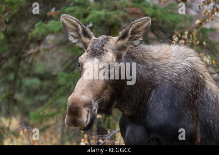 Alaska Moose in Surfen im Wald Stockfoto