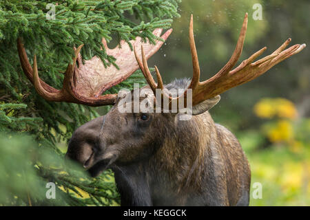 Trophy Bull Moose in Alaska im Herbst Rut Stockfoto