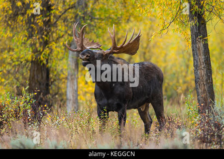 Trophäenbullenelche während der Herbstrute in Wyoming Stockfoto