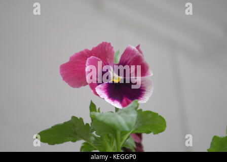 Rosa Blume isolieren. Stockfoto