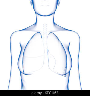 Lunge, menschlichen weiblichen Körper Stockfoto
