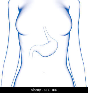 Magen, der weibliche Körper Stockfoto