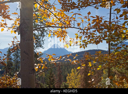 Edith Cavell Berg und athabasca durch Herbst gelb Bäume gerahmt in Kanada Stockfoto