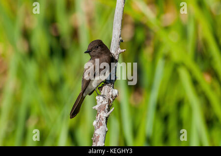 Schwarz Phoebe sayornis nigricans Tucson, Arizona, USA, 9. Januar 2012 nach tyrannidae Stockfoto