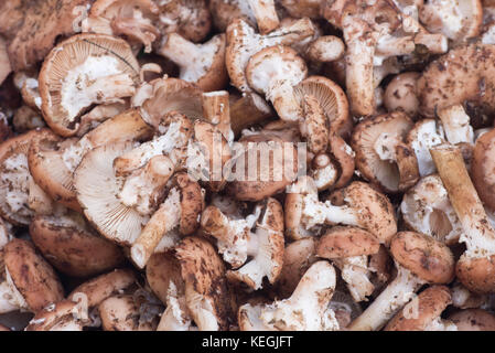 Gruppe der Pilze armillaria ostoyae auch bekannt als armillaria solidipes Stockfoto