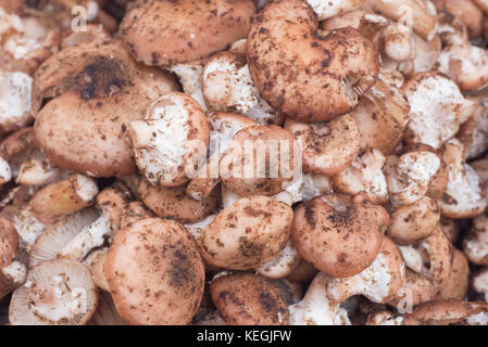 Gruppe der Pilze armillaria ostoyae auch bekannt als armillaria solidipes Stockfoto