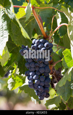 Marques de Riscal schwarzen Trauben für Rioja Rotwein in Elciego in Rioja-Alavesa, Baskenland, Spanien Stockfoto